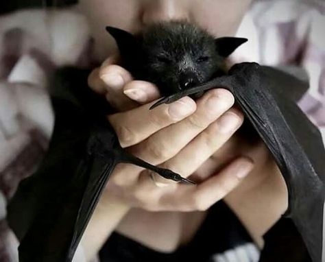 Animal Pfp Funny, Bumblebee Bat, Funny Animal Pics, White Bats, Animal Pfp, Pfp Funny, Bat Animal, Foster Baby, Animal Love