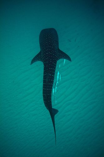 Ningaloo Reef, Shark Whale, Nurse Shark, Whale Sharks, Water Animals, Marine Fish, Underwater Life, Size Matters, Water Life