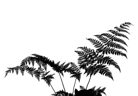 Fern Silhouette by loloboho, via Flickr Plants Silhouette, Fern Silhouette, Staff Design, Nature Silhouette, Upcycle Art, Etching Ideas, Grass Background, Leaf Silhouette, Forest Plants