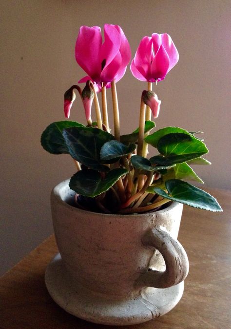 Cyclamen Flower Arrangement, Cyclamen Bouquet, Cyclamen Embroidery, White Cyclamen, Cyclamen Care, Pink Cyclamen, Make Happy, Mini Garden, My Happy Place