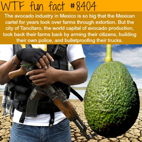 Avocado cartels - WTF fun facts Fun Facts Mind Blown, Mind Blowing Facts, Travel Humor, The More You Know, History Facts, Gi Joe, Funny Fails, Fun Fact, Mind Blowing