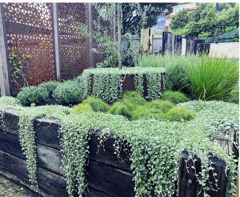 Lomandra Lime Tuff, Australian Garden Design, Front Yard Plants, Architectural Plants, Australian Native Garden, Silver Falls, Back Garden Design, Australian Garden, Coastal Gardens