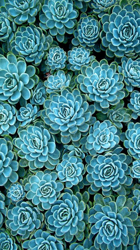 Succulent Succulent Wallpaper, Succulents Wallpaper, Blue Succulents, Wallpaper Flower, Plant Wallpaper, Trendy Wallpaper, Cactus Y Suculentas, Deco Floral, Cactus And Succulents