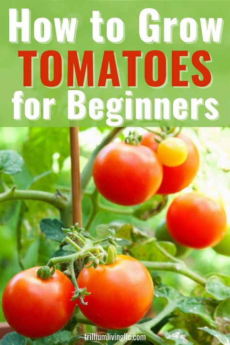 Growing Roma Tomatoes, Tanaman Tomat, Tomatoes Growing, Plant Tomatoes, Kebun Herbal, Tips For Growing Tomatoes, Growing Tomato Plants, Tomato Seedlings, Survival Garden