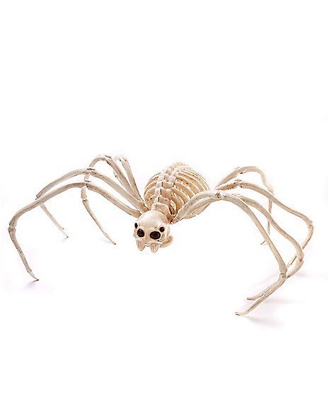 Spider Toy, Anatomy Bones, Scary Houses, Skeleton Anatomy, Halloween Skeleton Decorations, Spider Decorations, Creepy Spider, Skeleton Drawings, Dog Skeleton