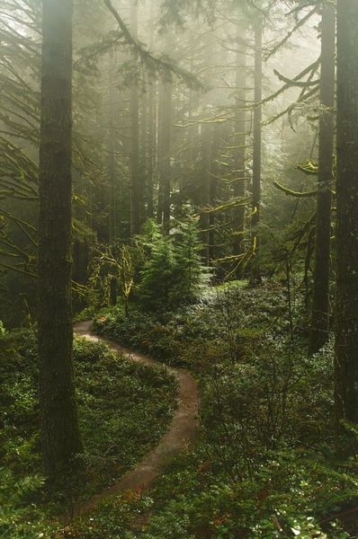 Nature Earthy Green Aesthetic, Blue Pool Oregon, Woods Aesthetic, Silver Falls State Park, Oregon Photography, Earthy Aesthetic, Fairy Home, Multnomah Falls, Earthy Green