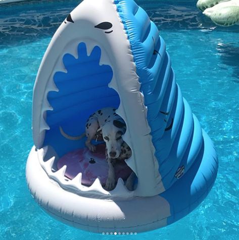 Dog Pool Floats, Cute Pool Floats, Summer Pool Floats, Cool Pool Floats, Pool Floats For Adults, Pool Floaties, Dog Pool, Inflatable Pool Floats, Pool Floats