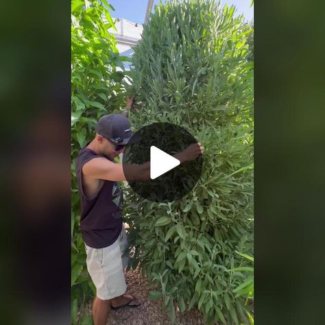 TikTok · agrotonomy Aeroponic Gardening, Farming Business, Victory Garden, Homestead Gardens, Green Technology, Food Garden, Garden Yard Ideas, Hobby Farms, Hydroponics