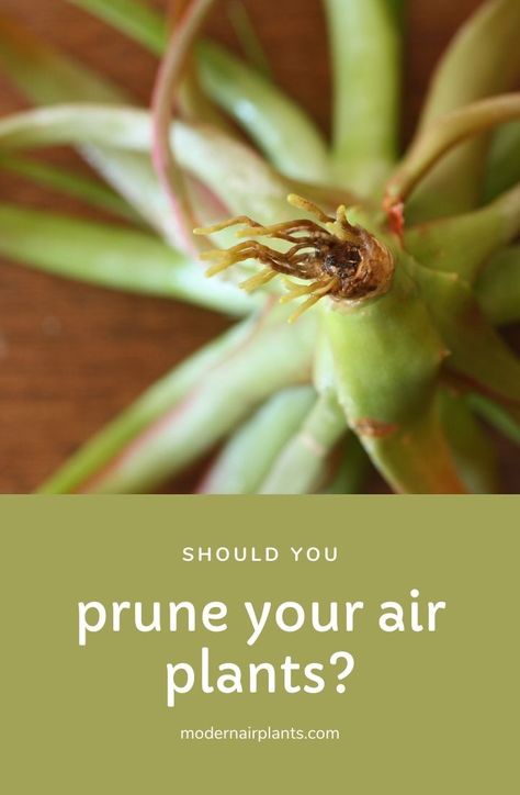 Air Plants Display Ideas, Types Of Air Plants, Airplane Plant, Air Plants Diy, Cacti Plants, Air Plant Garden, Large Air Plants, Air Plants Decor, Plant Display Ideas