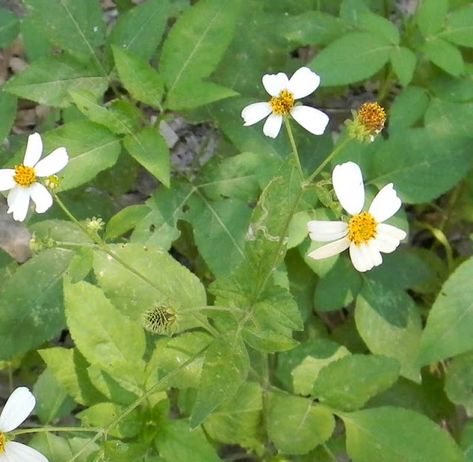 Florida Native Plants, Wild Foraging, Florida Plants, Edible Wild Plants, Florida Gardening, Backyard Garden Landscape, Survival Gardening, Small Backyard Gardens, Start A Fire