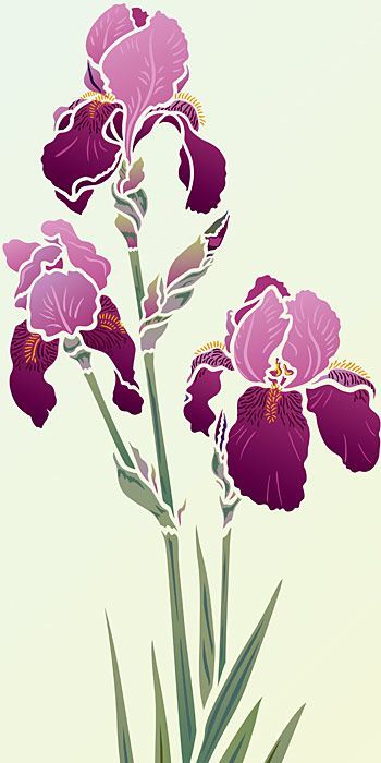 Iris Stencil, Iris Drawing, Iris Art, Iris Painting, Flower Stencil, Stencil Patterns, Bearded Iris, Stenciling, Iris Flowers