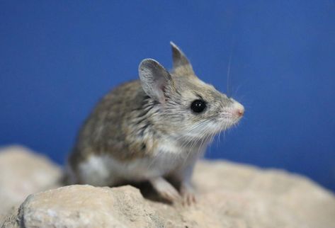 grasshopper mouse - Google Search Temple University, School Of Medicine, Mice, Pet Birds, Medicine, Temple, University, Human, Animals