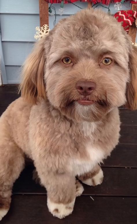 This Dog Is F Up Bro, Ugly Dog Haircut, Mulch Dog, Crusty White Dog, Mulch Gang, Weird Dogs, Ugly Dog, Wholesome Dog, Scruffy Dogs