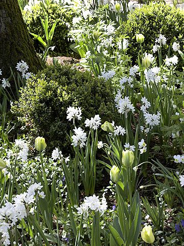 Fragrant paperwhite narcissus paired with 'Spring Green' tulip, is a way to bring life to a shaded corner. Bulbs Garden Design, Paperwhite Narcissus, Box Wood Shrub, Dutch Gardens, Garden Bulbs, Moon Garden, Spring Bulbs, Summer 3, White Gardens