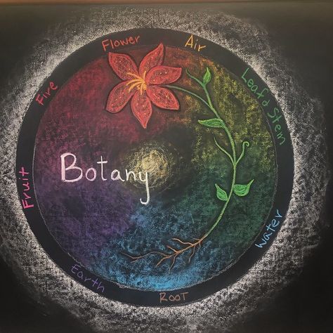 The Waldorf Blackboard on Instagram: “🌺🌿🍄Botany in 5th grade🌸☘️🌷 Beautiful drawing made by @olympiawaldorf . . #waldorfteacherartist . #waldorfblackboard #waldorfart…” Botany Lessons, Chalkboard Drawing, Blackboard Drawing, Green Witchcraft, Chalkboard Drawings, 5th Class, Waldorf Education, Chalk Drawings, Grade 5