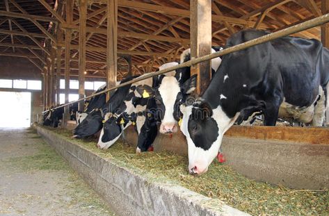 Cow Shed Design, Dust Bath For Chickens, Cattle Barn, Cow Shed, Livestock Feed, Cattle Feed, Dust Bath, Dairy Cattle, Holstein Cows