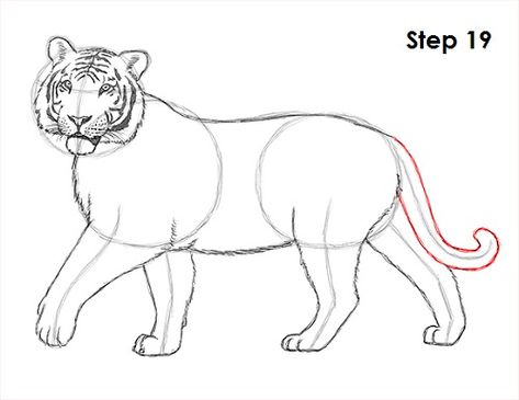 Tiger Drawing 19 Tiger Simple Drawing, Tiger Drawing Easy, Easy Tiger Drawing, Tiger Art Drawing, Draw A Tiger, Tiger Sketch, Tiger Drawing, Tiger Illustration, Drawing Animals