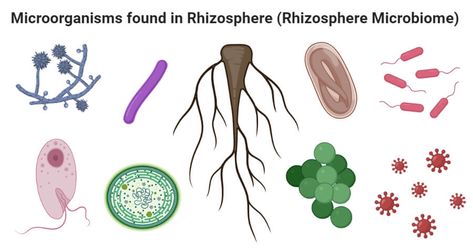 Last Updated on November 3, 2020 by Sagar Aryal What is Rhizosphere? The rhizosphere is the narrow region of soil around the plant root that is influenced by several factors like the root exudates and the associated soil microorganisms. The rhizosphere is considered the most active region of soil as it receives the nutrients from the nutrients, in addition to ... Read moreRhizospheric microorganisms and effects, PGPR and Mycorrhiza The post Rhizospheric microorganisms and effects, PGPR and Mycor Microbiology Notes, Soil Microorganisms, Nutrient Cycle, Nitrogen Fixation, Science Articles, November 3, Photosynthesis, Plant Roots, Plant Species