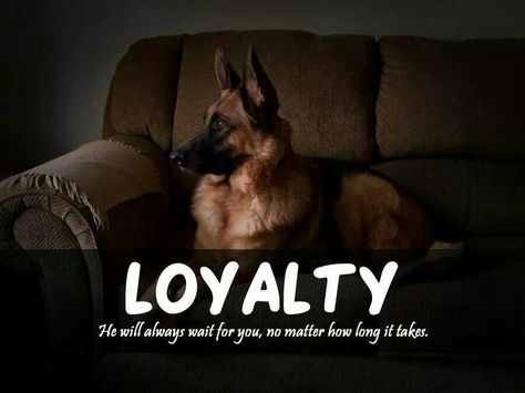 Yes they will. Dog Loyalty Quotes, Homemade Raw Dog Food, Dog Wisdom, Animal Lover Quotes, Raw Dog Food, Loyalty Quotes, White German Shepherd, German Shep, German Shepards