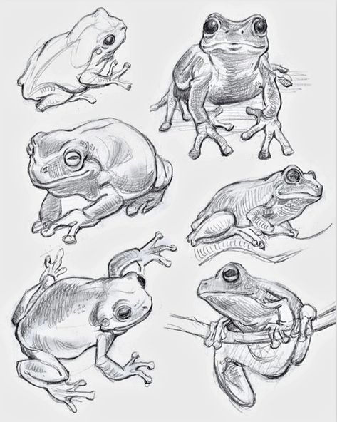 Frog Drawing Sketches, Frog Reference, Frog Sketch, Visual Library, Animal Drawings Sketches, Siluete Umane, Drawings Ideas, Frog Art, Animal Sketches