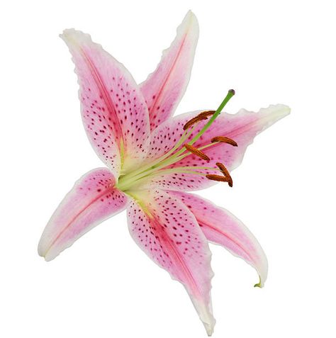 2,700+ Stargazer Lily Stock Photos, Pictures & Royalty-Free Images - iStock | Stargazer lily vase, Stargazer lily bouquet Stargazer Lily Bouquet, Stargazer Lilly, Lily Images, Pink Lily Flower, Lily Vases, Lilly Flower, Flower Close Up, Stargazer Lily, Lily Bouquet