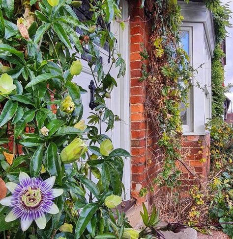 How to Grow Passionflower in a Pot 3 Passion Flower Vine On Trellis Fence, Passionflower Vine, Passionfruit Vine, Pot Trellis, Garden Patch, Passion Vine, Garden 2023, Trellis Fence, Plants Uk