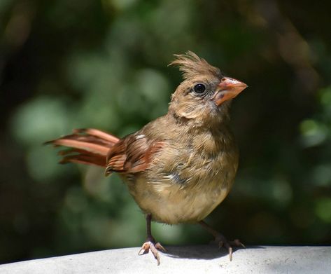 Baby Cardinals, Hanging Ferns, Logan County, Birds For Sale, Bird Facts, Rose Trees, Bird Watcher, Cardinal Birds, Gardening Advice