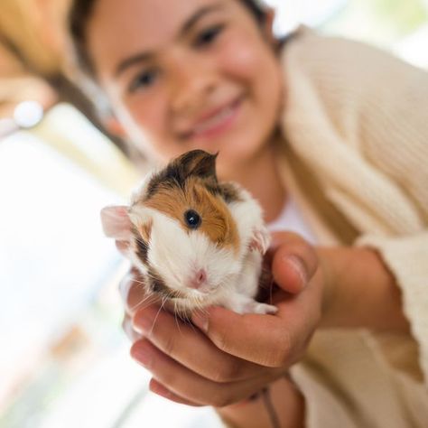 Cheapest Pets | 14 Low Maintenance & Inexpensive Pet Recommendations | Cheapism.com Low Maintenance Pets, Baby Guinea Pigs, Easy Pets, Animal Pen, Guinea Pig Care, Guinea Pig Cage, Second Baby, How To Make Cheese, Guinea Pig