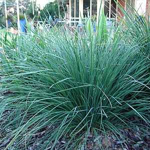 Lomandra longifolia Nyalla [LM400] PP15,583 at San Marcos Growers  Grass-like with a yellow flower, blue-green fine leaves, spring bloom, 3-4' x 3-4', sun or shade, low water needs, tolerates wet conditions with good drainage. Larger in size than L.l 'Breeze' Lomandra Longifolia, Plants Nursery, Australian Native Garden, Plant Benefits, Backyard Plants, Australian Plants, Australian Garden, Australian Native Plants, Plant Images