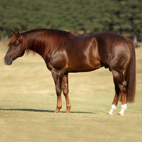 Patriot – Stallion Register Directory Aqha Stallion, Horse Portraits, Quarter Horse Stallion, Aqha Horses, Reining Horses, American Quarter Horse, Quarter Horses, Horse Portrait, Horse Owner