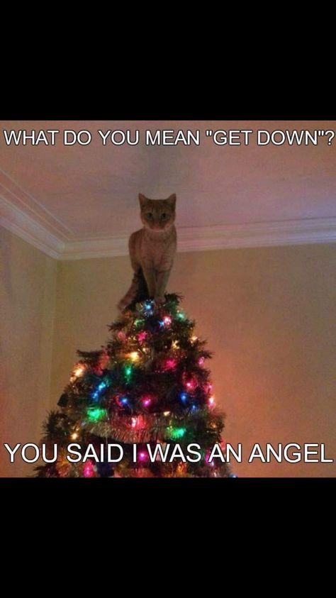 Cats love the Christmas tree Christmas Memes Funny, Funny Christmas Tree, Cat Christmas Tree, Christmas Memes, What Do You Mean, Kittens Funny, Funny Cat Memes, Funny Animal Memes, Funny Cute Cats