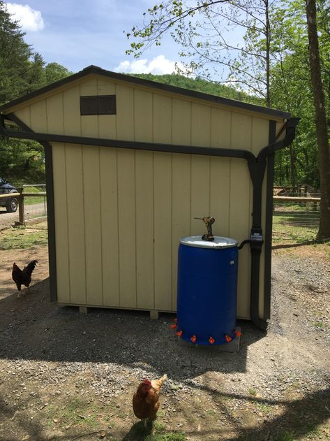 Building a Rainwater chicken waterer | The Intrepid Homestead Chicken Watering System, Chicken Waterer Diy, Chicken Waterer, Water Barrel, Chicken Feeders, Backyard Chicken Farming, Chicken Garden, Urban Farm, Building A Chicken Coop