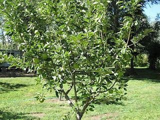 Granny Smith Apple Tree Granny Smith Apple Tree, Making Pies, Cypress Mulch, Types Of Mulch, Granny Smith Apple, Apple Trees, Green Fruit, Top Soil, Granny Smith Apples