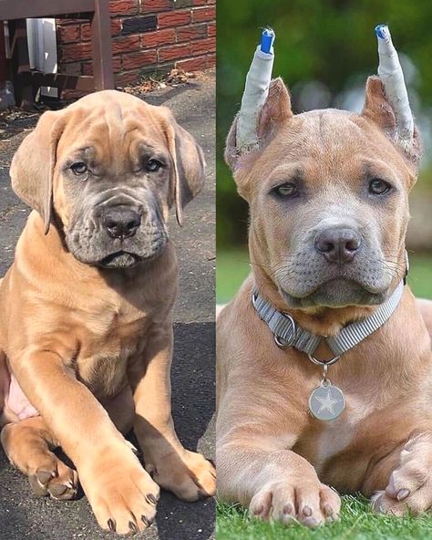 @canecorso._.life on Instagram: “Natural or Cropped Ears? What do you prefer? 🤔 🤔 ⁣⁣ ⁣ 📷 Left- @_ottoxluann_canecorso_ ⁣📷 Right - @rjphotography_831 ⁣ ⁣ ⁣ #canecorsomania…” Cane Corso Without Cropped Ears, Cane Corso Puppies, Cane Corso, Reference Photos, Pitbull, Art Reference, Dog Cat, Puppies, Dogs