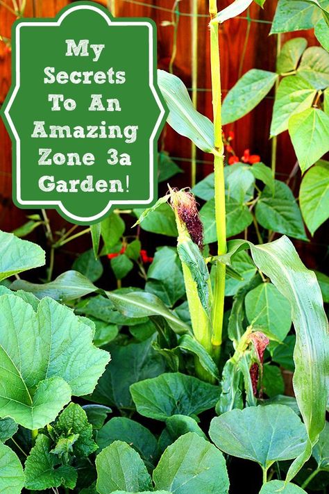 Square Foot Gardening Plans, Garden Prepping, Growing Corn, When To Plant Vegetables, Vegetable Garden Planner, Perennial Vegetables, Gardening Zones, Growing Greens, Faeries Gardens