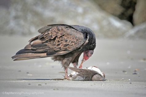 Turkey Vulture Lunch On the Beach - A turkey vulture cleans up a seagull on a Pacific Northwest beach       #nature    #naturephotography   #wildlife   #wildlifephotography   #birds   #birdphotography   #birdsofprey   #raptors   #turkeyvulture   #vulture     #feeding     #eating     #seagull     #fineart    #fineartphotography   #promotephotography   #RayManningPhotography Vulture Drawing, Turkey Vulture Illustration, Bearded Vulture Aesthetic, Bearded Vulture Photography, Vulture Eating, Pacific Northwest Beach, Lunch On The Beach, Turkey Vulture, Culture Vulture