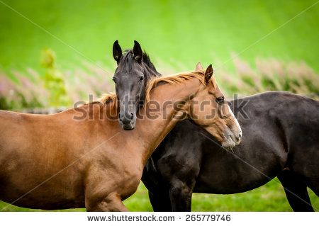 Horse Stock Photos, Images, & Pictures | Shutterstock Horse Couple, Two Horses, Horse Owner, Western Horse, Pretty Horses, Horse Pictures, Horse Love, Wild Horses, Beautiful Horses