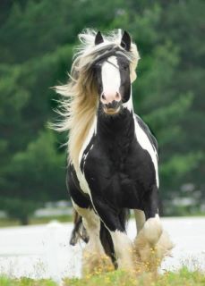 black and white horse frontal view Horse Frontal View, Black And White Horse, Impossible Pie, King Horse, Most Beautiful Horses, Painted Pony, Horse World, White Horse, White Paint