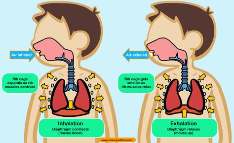 respiration Respiratory System Projects, Anaerobic Respiration, Human Respiratory System, Cellular Respiration, Calm Kids, Animal Adaptations, 5th Grade Science, Human Body Systems, Nursing Programs