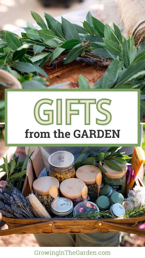 There's a unique joy in giving gifts that are handmade and homegrown. People love knowing where their food and products come from, and there's nothing more special than sharing the organic bounty of your garden. Gifts from an organic gardener are genuinely cherished and highly sought after. I'm excited to share some thoughtful DIY gift ideas from the garden that will delight your loved ones. Let's get started! Roselle Jam, Bay Laurel Tree, Gifts For The Gardener, Garden Grid, Gifts From The Garden, Gardener Gifts, Seeds Gifts, Garden Balls, Peach Jam