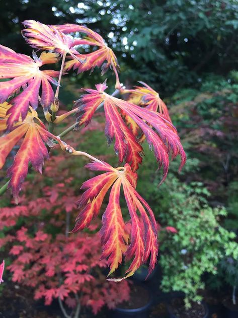 Acer japonicum ‘Aconitifolium’ – Miles Japanese Maples Aconitifolium Japanese Maple, Japanese Maples, Japanese Maple, Pale Green, Fall Colors, Color Change, Plants, Flowers