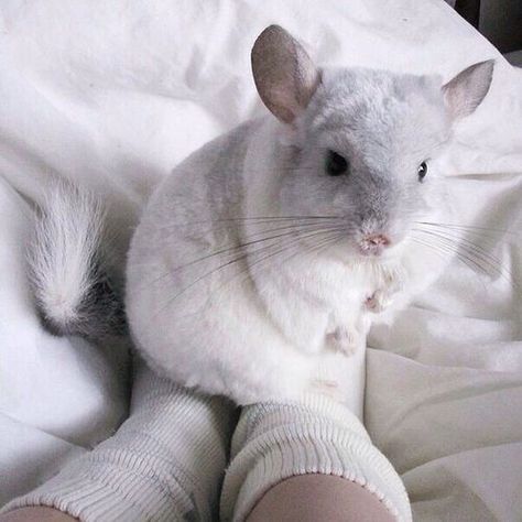 Chinchilla Cute, Chinchilla Pet, Chinchilla Fur, Guinea Pig Toys, Savannah Cat, Cute Posts, Chinchillas, Silly Animals, Cute Creatures