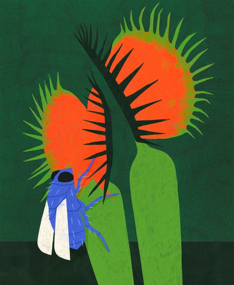 two bright venus fly traps with an ignorant blue fly perched upon the plant, with no idea what's to come Venus Fly Trap Art Illustration, Venus Fly Trap Illustration, Venus Fly Trap Art, Trap Art, Venus Fly Trap, Carnivorous Plants, Pretty Prints, Halloween Projects, Phone Backgrounds