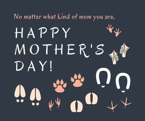 Pet Mom Quotes, Fur Baby Quotes, Mother's Day Images, About You Quotes, Happy Easter Quotes, Dog Mothers Day, Dog Poems, Scorpio Girl, Mothers Day Images