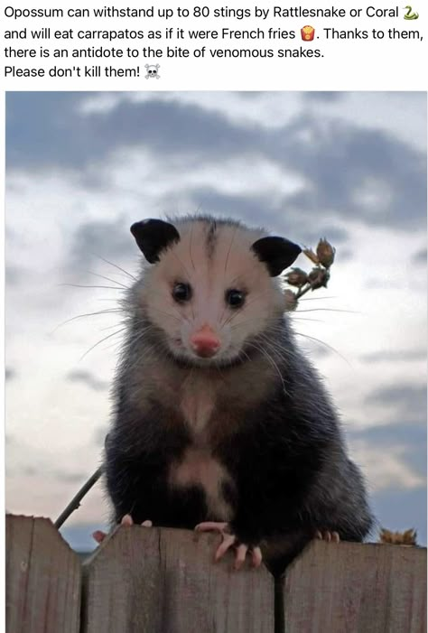 Opossum And Raccoon, Awesome Possum, Silly Animals, Rodents, Cute Aesthetic, Ticks, Rats, Mammals, Baby Animals