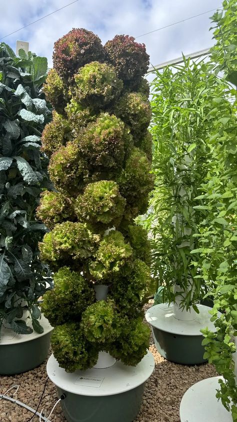 lettuce-vertical-farming Aeroponic Gardening, Growing Leeks, Growing Okra, Orange Cauliflower, Growing Marigolds, Growing Zucchini, Malabar Spinach, Growing Mint, Farming Technology