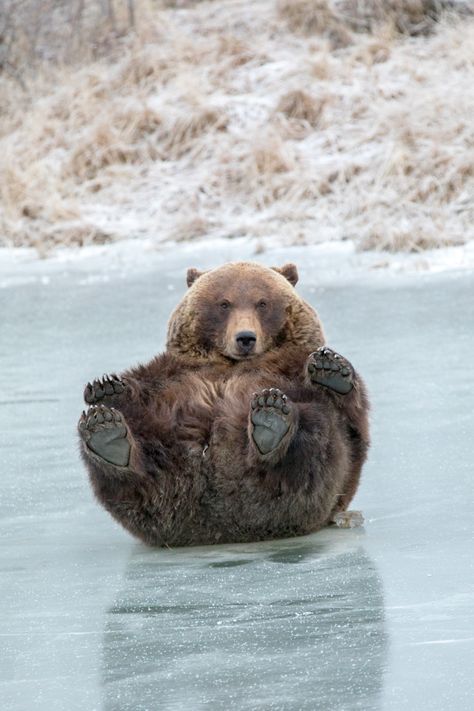 Daily Stretches, Toe Beans, Prințese Disney, Bear Bear, Bear Pictures, Pretty Animals, Silly Animals, Bear Art, Cute Wild Animals