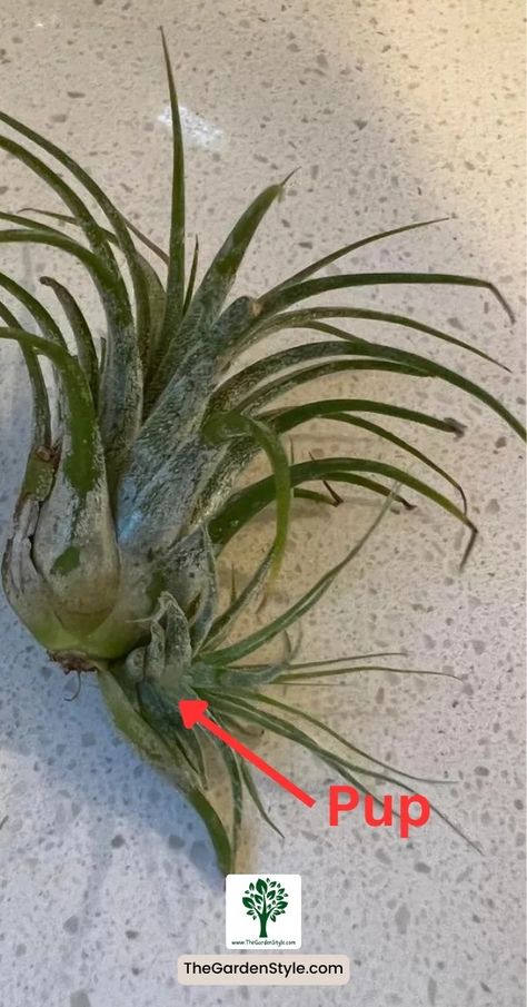 How to Take Care of Air Plants: Guide for Beginners - The Garden Style Types Of Air Plants, Plants Guide, Air Plant Care, Plants Care, Air Plants Care, Plant Guide, Mother Plant, Garden Styles, How To Take