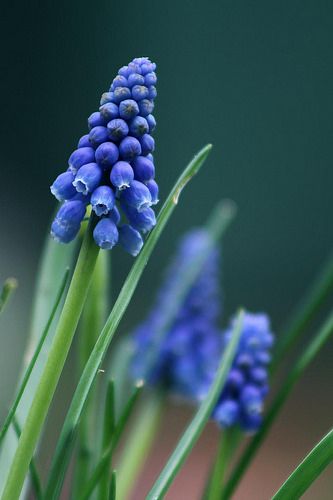 Muscari Flowers, Grape Hyacinth, Garden Cart, Indoor Flowers, Spring Bulbs, Garden Path, Beautiful Flowers Wallpapers, Favorite Flowers, Nature Study