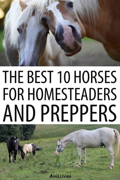 Horses are an invaluable asset for any prepper or homesteader, whether before or after a disaster. Here are our best picks. #prepper #horses #homesteading Raising Farm Animals, Horse Care Tips, Morgan Horse, Farm Lifestyle, Dairy Goats, Wild Mustangs, Prepper Survival, Work Horses, Miniature Horse